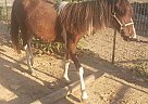 Paint Pony - Horse for Sale in Bloomfield, IN 47424 Paint Pony - Horse for Sale in Bloomfield, IN 47424