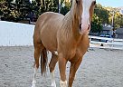 Quarter Horse - Horse for Sale in Glendale, CA 91201