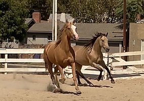 Quarter Horse (Quarter Horse, Gelding) in Glendale, CA