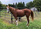 Welsh Pony Mare for Sale in Saint Charles, Illinois Welsh Pony Mare for Sale in Saint Charles, Illinois