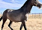 Andalusian - Horse for Sale in Hollister, CA 95023 Andalusian - Horse for Sale in Hollister, CA 95023