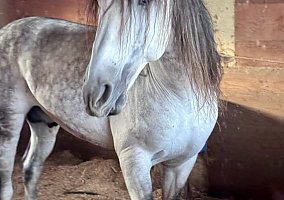 Andalusian / PRE