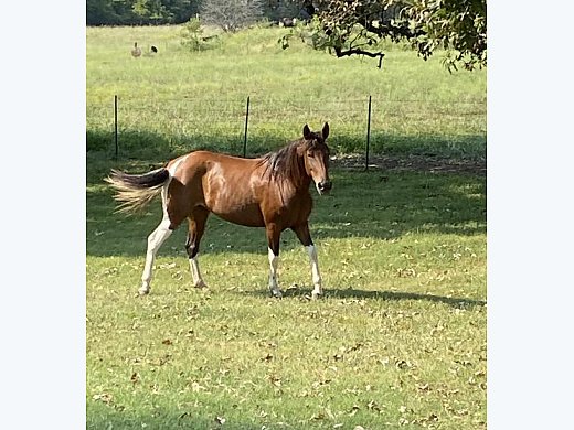 Reg 10YO Pinto Pasofino