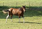 Paso Fino - Horse for Sale in Parsons, KS 67357 Paso Fino - Horse for Sale in Parsons, KS 67357