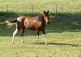 Paso Fino (Paso Fino, Mare) in Parsons, KS
