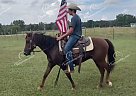 Ole Willis - Gelding in Marshfield, MO Ole Willis - Gelding in Marshfield, MO