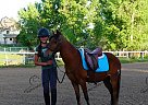 Harry Potter - Gelding in Fort Collins, CO Harry Potter - Gelding in Fort Collins, CO