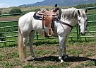 10 y.o. Quarter Cross Mare for S... Quarter Horse Mare
