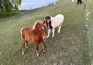 Miniature - Horse for Sale in Riverside, IA 52327 Miniature - Horse for Sale in Riverside, IA 52327