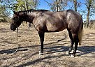 Quarter Horse - Horse for Sale in Pilot Point, TX 76258 Quarter Horse - Horse for Sale in Pilot Point, TX 76258