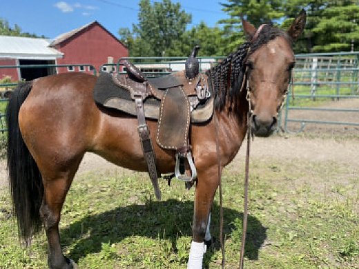 4 Year old Grade Mare