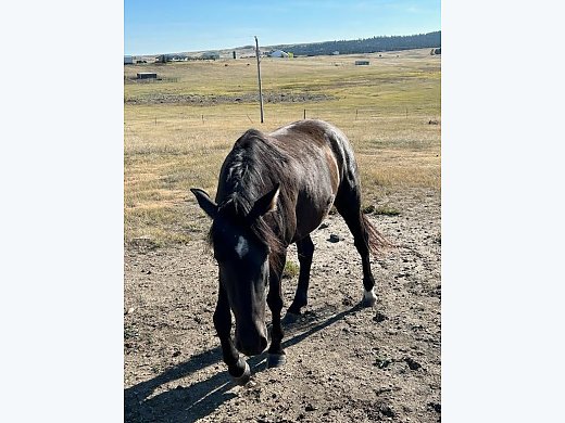 4yr old Gelding