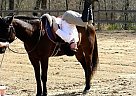 A Real Steady Eddie Paint Stallion