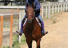 Thoroughbred (Thoroughbred, Mare) in Conroe, TX