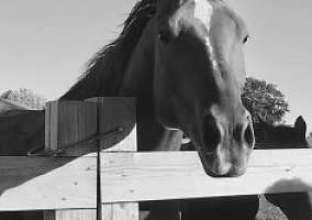 Quarter Horse (Quarter Horse, Mare) in Newport, RI