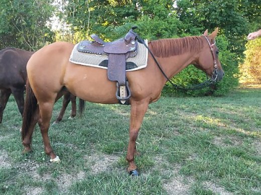 Beautiful Quarter Horse