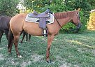 Quarter Horse - Horse for Sale in Newport, RI 02840