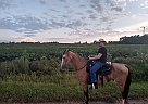 Tennessee Walking Gelding for Sale in Dansville, Michigan Tennessee Walking Gelding for Sale in Dansville, Michigan