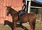 Thoroughbred Gelding for Sale in Cochran, Georgia Cash