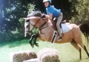 Dundee Welsh Pony Gelding