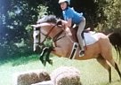 Welsh Pony - Horse for Sale in Gettysburg, PA 17325