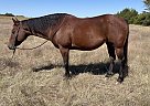 Quarter Horse - Horse for Sale in Durant, OK 74701
