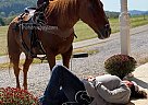 Thor - Gelding in Mount Vernon, KY Thor - Gelding in Mount Vernon, KY