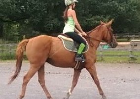 Hear The Thunder Thoroughbred Gelding