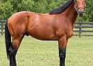 Thoroughbred - Horse for Sale in Parkland County, AB T7Y 1C6