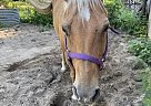 Kids - Gelding in Maquoketa, IA Kids - Gelding in Maquoketa, IA