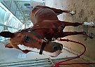Quarter Horse - Horse for Sale in , TX 75604