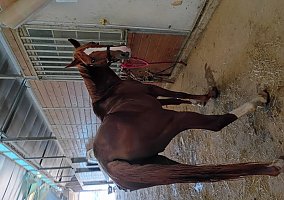 Quarter Horse (Quarter Horse, Mare) in TX