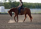 Quarab - Horse for Sale in Sherwood Park, AB T8G 1G2 Quarab - Horse for Sale in Sherwood Park, AB T8G 1G2