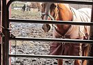 - Gelding in Niagara Falls, NY - Gelding in Niagara Falls, NY