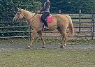 Palomino - Horse for Sale in Sykesville, MD 21784