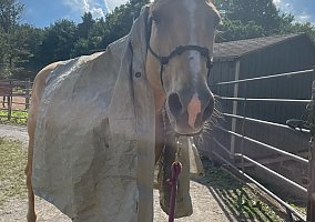 Palomino (Palomino, Mare) in Sykesville, MD