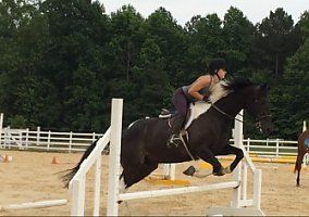 Warmblood (Warmblood, Gelding) in Gloucester, VA