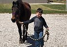 Other - Horse for Sale in LaFayette, KY 42254