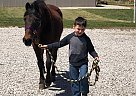 Other - Horse for Sale in LaFayette, KY 42254 Other - Horse for Sale in LaFayette, KY 42254