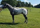 Appaloosa - Horse for Sale in Glasgow, KY 42141 Appaloosa - Horse for Sale in Glasgow, KY 42141
