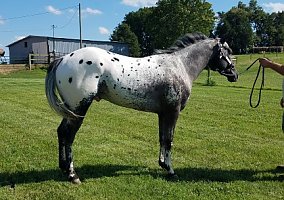 Appaloosa (Appaloosa, Stallion) in Glasgow, KY
