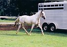 Sold Great Buckskin Tabiano Pain... Paint Stallion