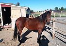 9 Year Old Paso Fino Mare Paso Fino Mare