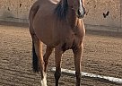 Thoroughbred Gelding for Sale in Troutdale, Oregon Abe