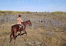 Tennessee Walking Mare for Sale in Viking, Alberta Monarch Money