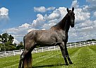Tennessee Walking - Horse for Sale in EUBANK, KY 42567