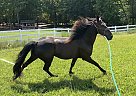 Black Beauty - Gelding in Rock Hill, SC Black Beauty - Gelding in Rock Hill, SC