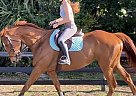 Thoroughbred - Horse for Sale in Sarasota, FL 34240