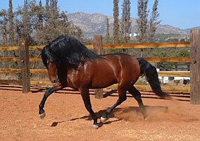 Andalusian / PRE (Andalusian / PRE, Stallion) in San Diego, CA