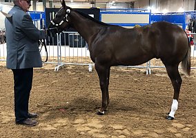 Quarter Horse (Quarter Horse, Stallion) in Boone, IA